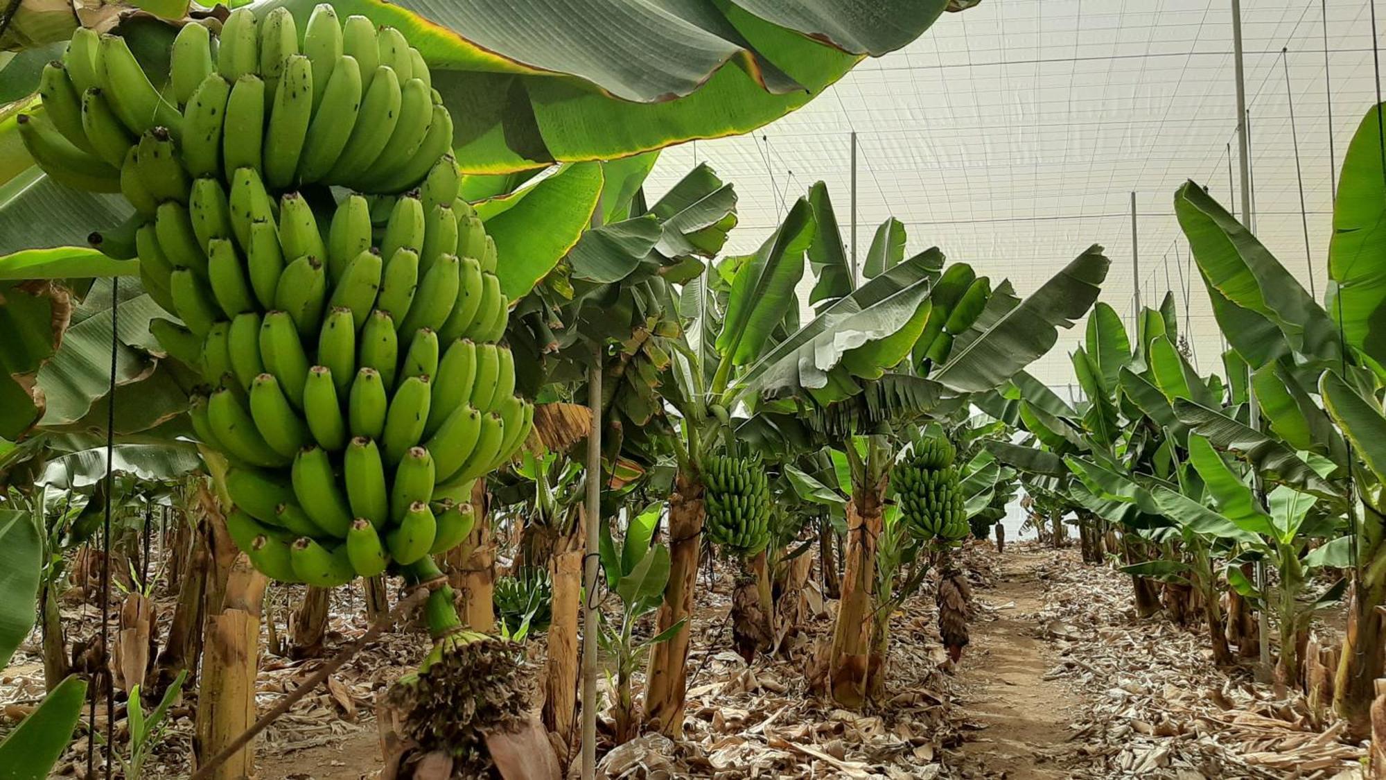Tenerife Healing Garden غيا ذي إسورا المظهر الخارجي الصورة