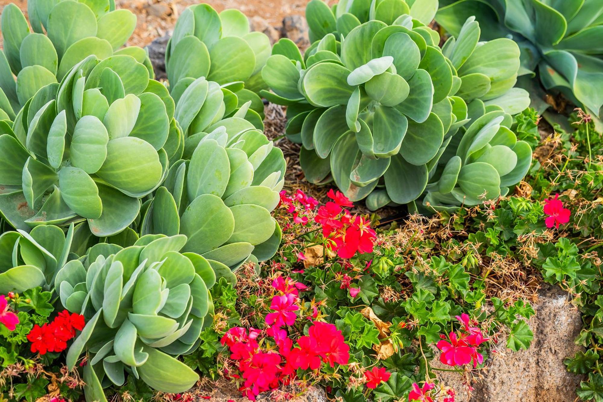 Tenerife Healing Garden غيا ذي إسورا المظهر الخارجي الصورة