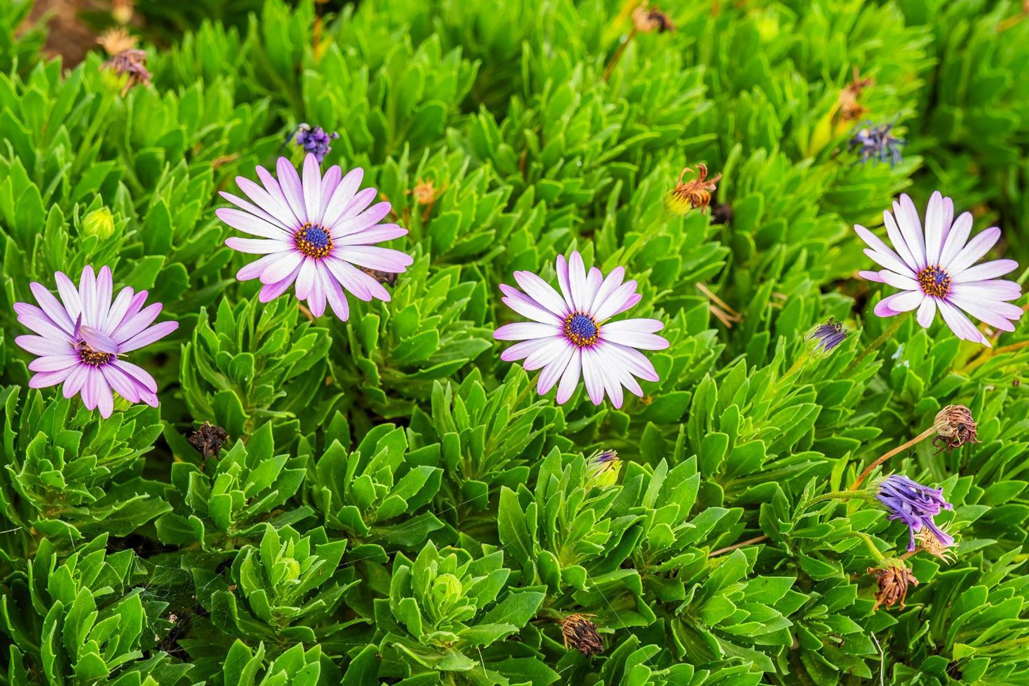 Tenerife Healing Garden غيا ذي إسورا المظهر الخارجي الصورة